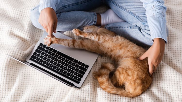 Bilde viser noen som jobber på pc med katt på fanget.